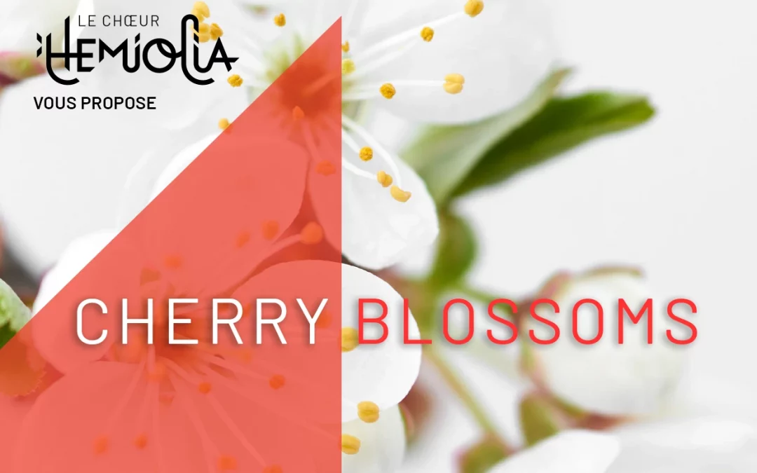 Hemiolia vous propose « Cherry Blossoms »